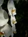 DSCN1029