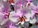 DSCN1062